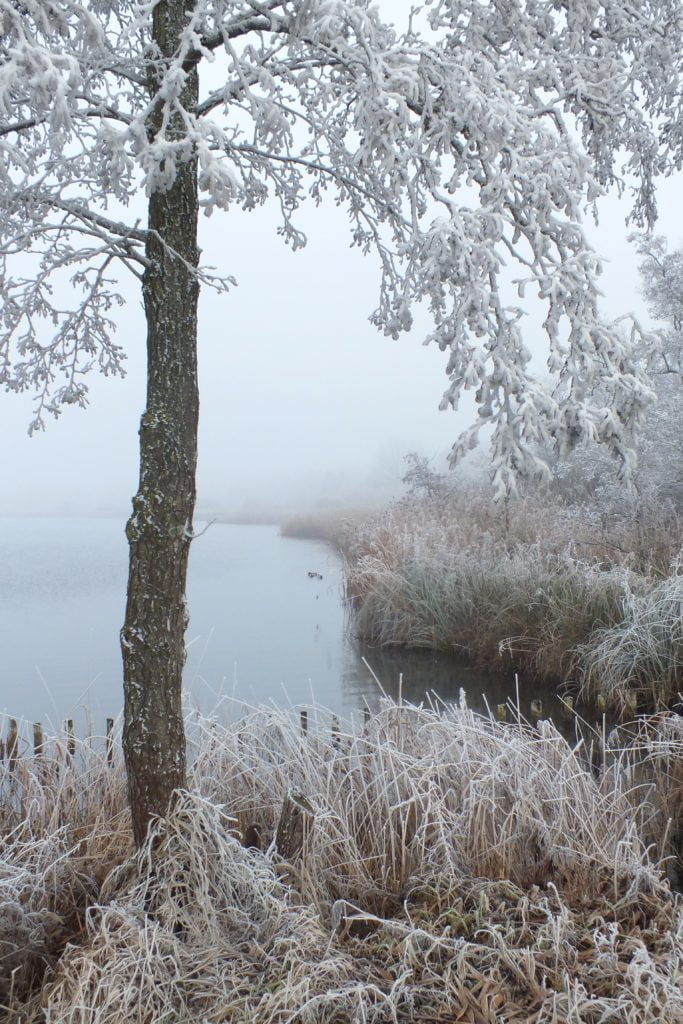 Berijpte bomen en planten aan het Noordhollands Kanaal ( Het Schouw)