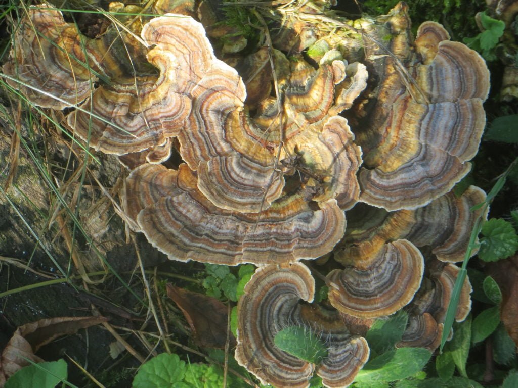Elvenbankjes